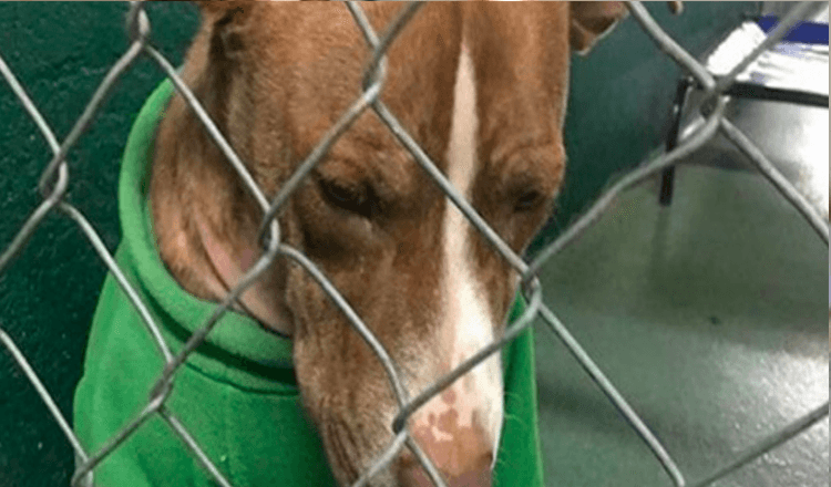 Cane da rifugio che ha indossato un maglione natalizio per due mesi finalmente ottiene una casa “Furever”.