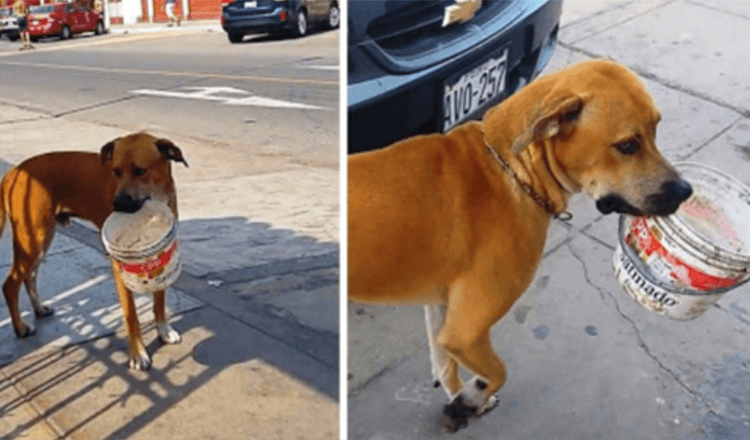 Triste cane senzatetto assetato per giorni trova un secchio scartato e implora per un po’ d’acqua