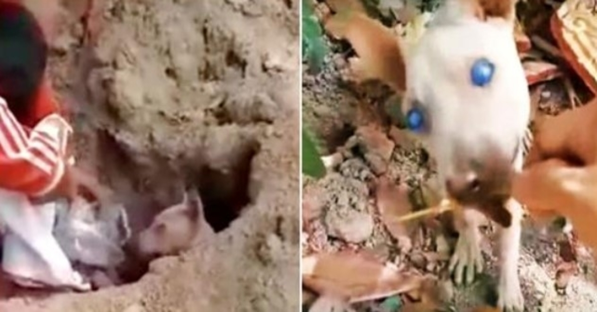 Il cane dagli occhi torbidi ha lottato per vedere un mondo ingiusto, ha scavato una buca sporca e si è rassegnato a morire