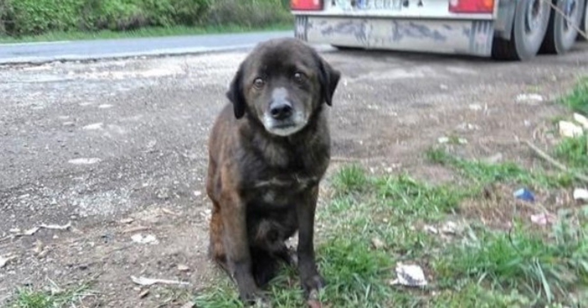 Il vecchio cane scaricato aveva un passato così duro che non sapeva nemmeno come mangiare i dolcetti