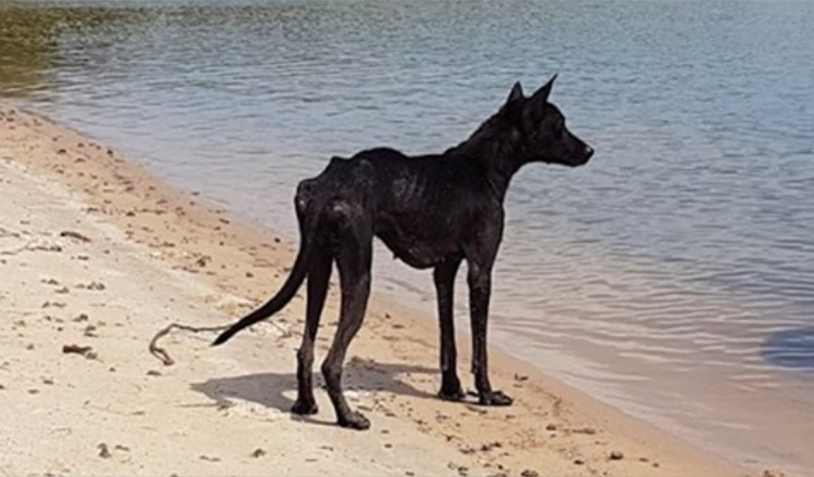 Un uomo in crociera nella giungla amazzonica trova un cane su un’isola deserta