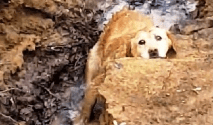 Cane scomparso trovato bloccato in riva al fiume, ma la sua missione di salvataggio prende una brutta piega