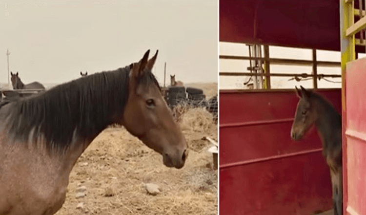 Il timoroso cavallo selvaggio rischia la sua libertà per riportare indietro il bambino che ha perso