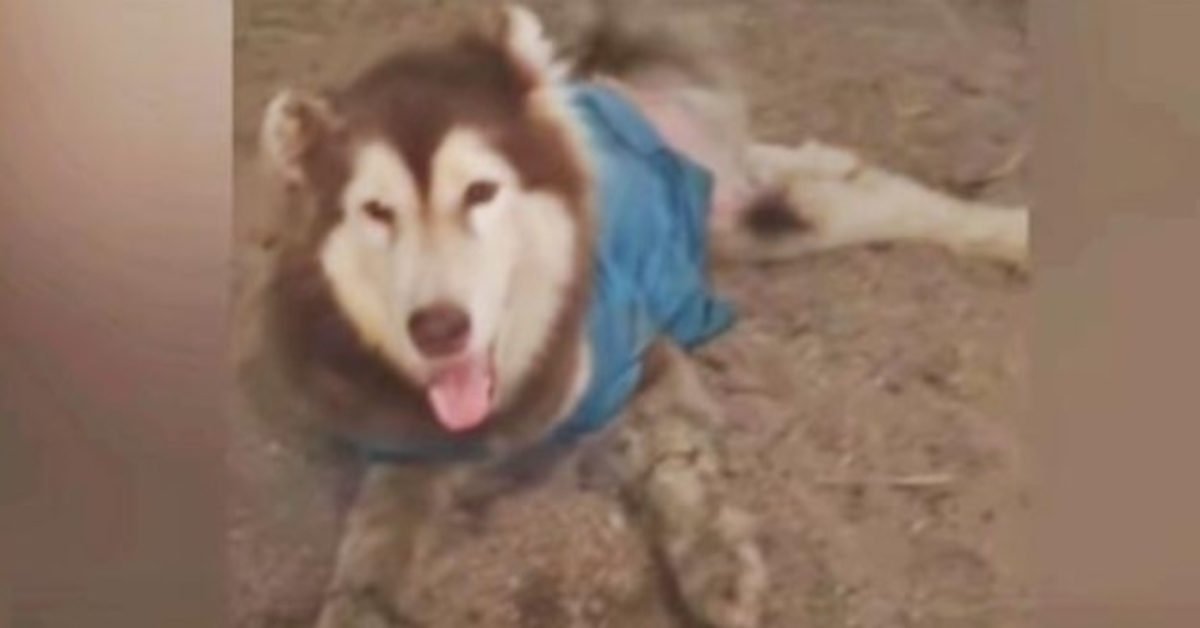 Husky con le gambe maciullate sorride e scodinzola in modo che non camminino di nuovo davanti a lui