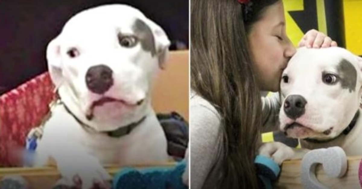 Pitbull maltrattato vede di nuovo suo fratello e lo prega di consolare il suo spirito spezzato