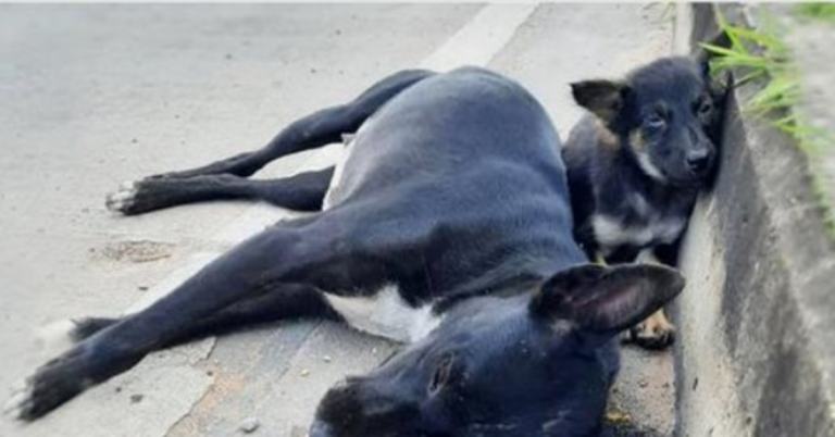 Il bambino si è addormentato sul marciapiede vegliando sulla mamma, non si muove nemmeno quando la fame si fa strada