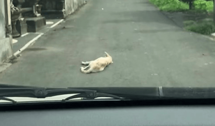 Un’auto si ferma su un cane che giace immobile in mezzo alla strada