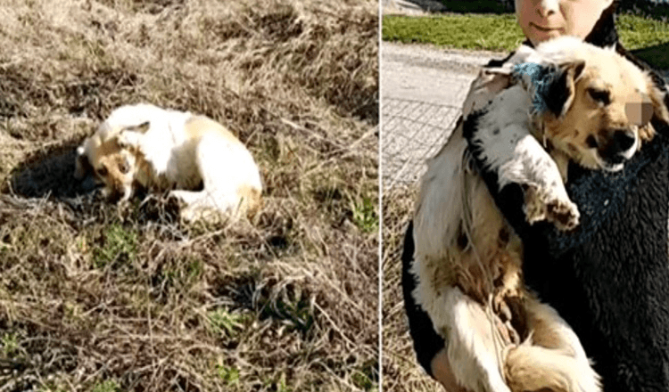 Accecata dall’aggressore, ha teso la zampa e implora la donna di portare via il dolore