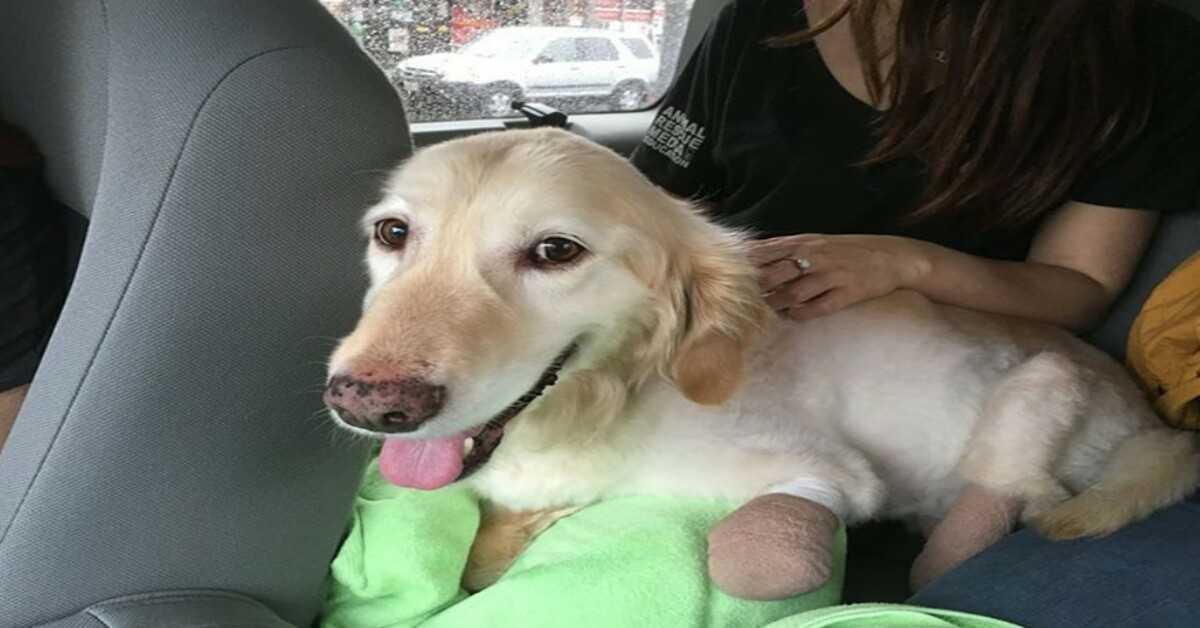 Il cucciolo che ha perso tutte e 4 le zampe nel mercato coreano della carne viene finalmente adottato