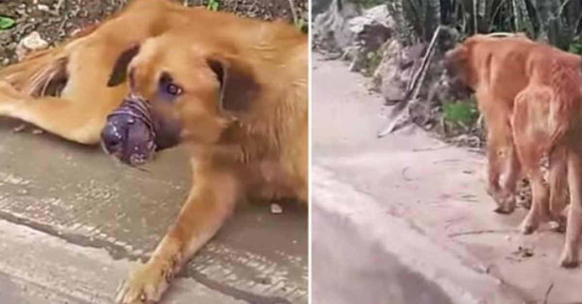 Il cane dal muso sigillato non li lasciava avvicinare, ma continuava a guidarli lungo un sentiero