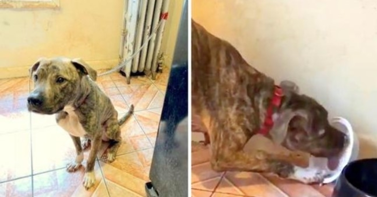 Pit Bull morto di fame e incatenato al termosifone per 6 mesi, mangia la neve pensando che sia cibo