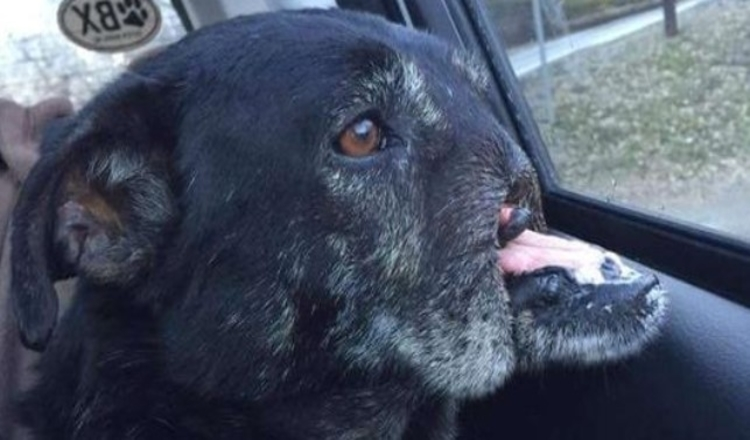 Cane senza muso trova finalmente una famiglia amorevole che vuole rimediare a tutto ciò che ha perso