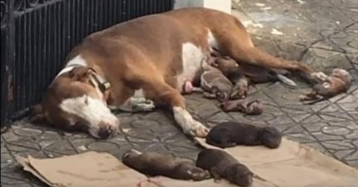 Mamma cane affamata e i suoi neonati malnutriti salvati appena in tempo