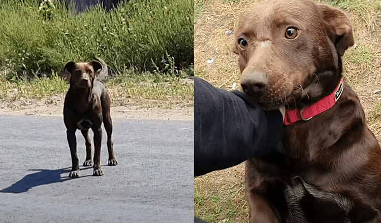 Il cane triste aspetta ogni giorno nello stesso posto che qualcuno lo salvi