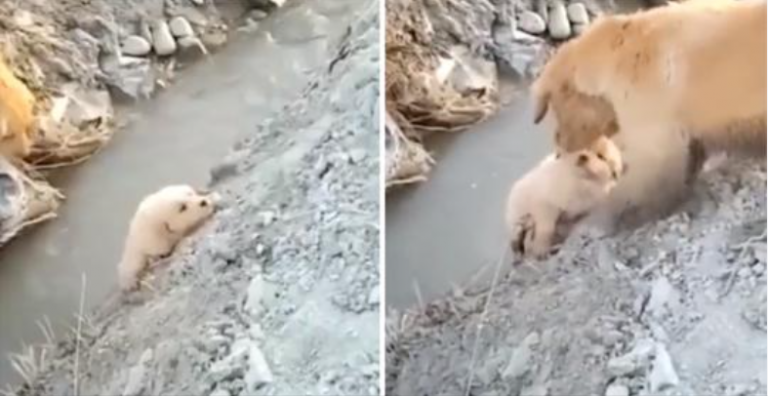 Mama Dog salva il suo cucciolo dalla caduta in un fosso. Ha agito senza paura per aiutarlo