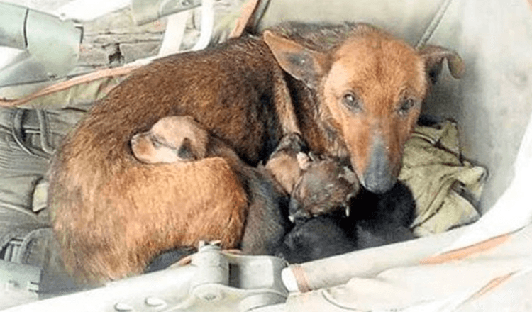 Una donna sente piangere e trova un neonato nascosto tra i cuccioli di Stray