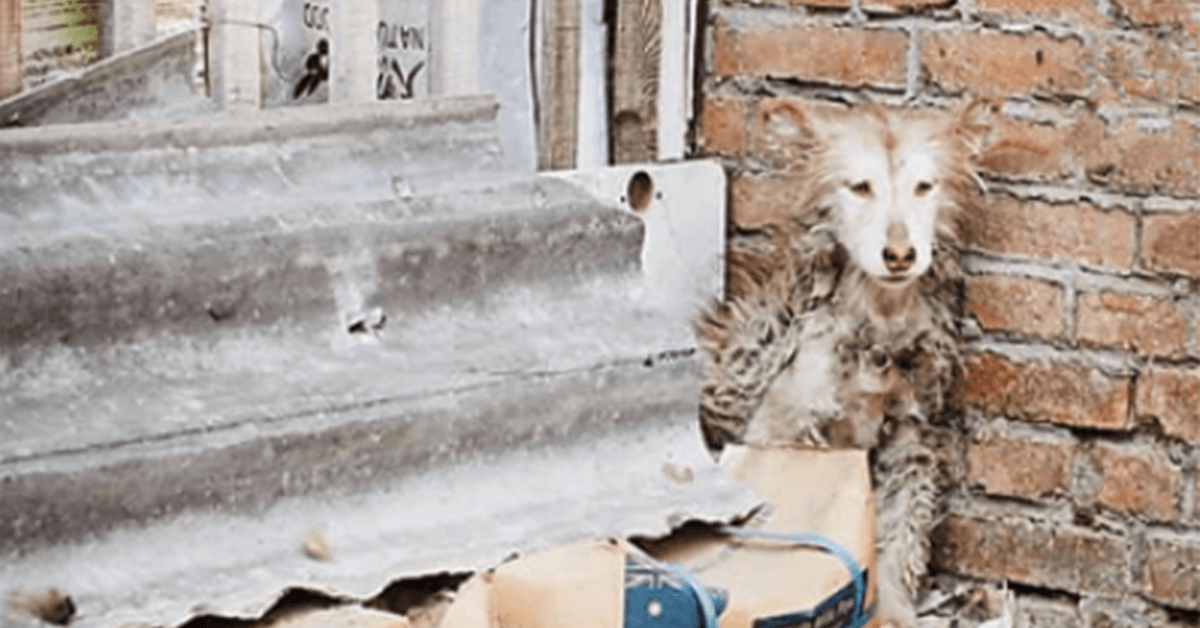 Mentre gli altri cani giocavano, Husky trascurato sedeva congelato dalla paura in un angolo