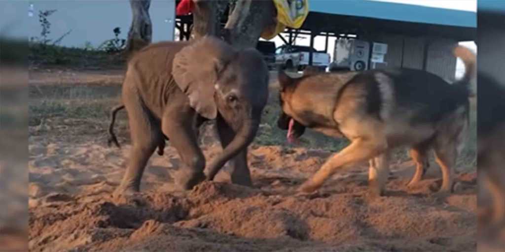 L’elefante abbandonato dal branco per malattia incontra il cane che cambia tutto