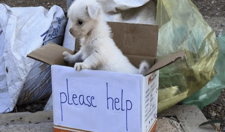 Il cucciolo triste sta aspettando per strada qualcuno che lo aiuti