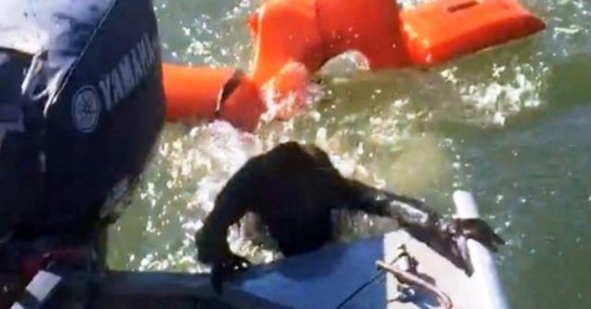 Pescatore lancia il giubbotto di salvataggio per salvare un cane che sta annegando, ma non è affatto un cane