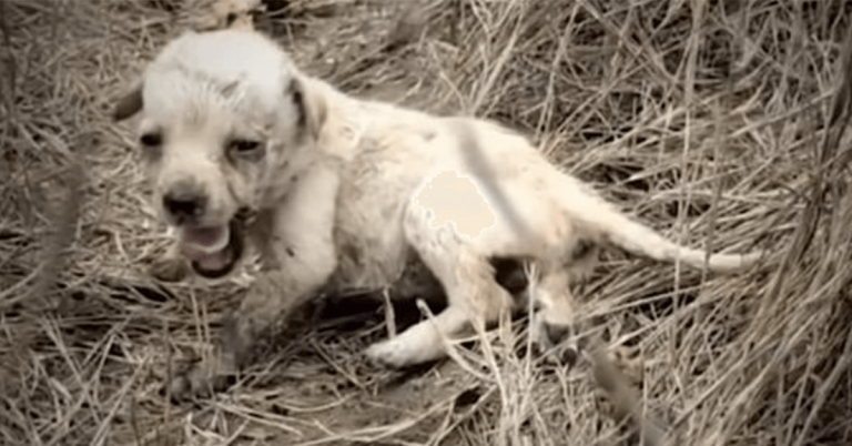 Piccolo cucciolo abbandonato in un campo tutto solo sente l’amore per la prima volta