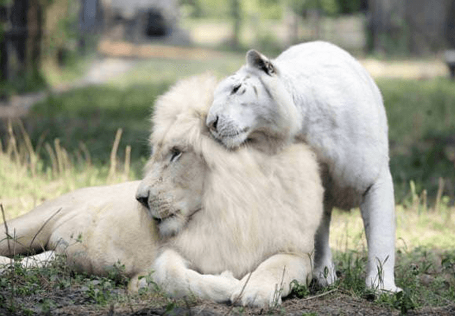 Il leone bianco e la tigre bianca hanno avuto dei figli insieme e sono le cose più adorabili sulla terra