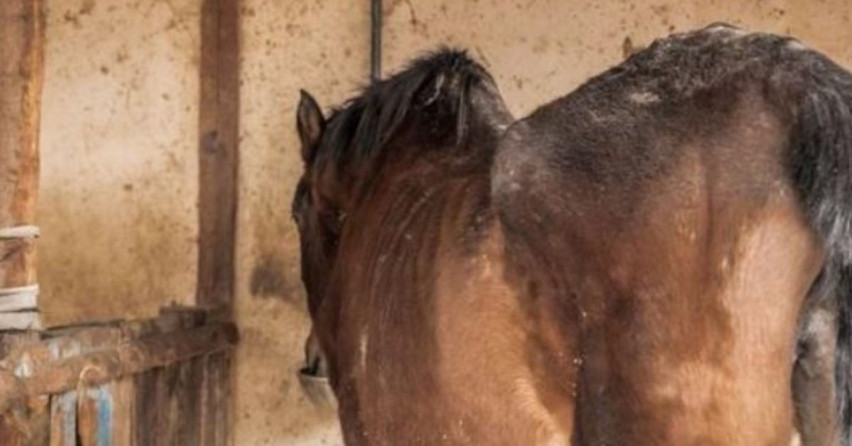 Cavallo affamato era troppo spaventato per guardare i suoi soccorritori negli occhi