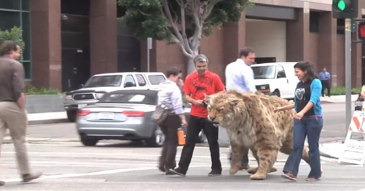 La tigre dai denti a sciabola si scatena per strada, si avvicina “pericolosamente” a un bambino