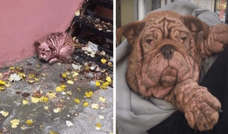 Bulldog abbandonato costretto a vivere per strada con una grave rogna