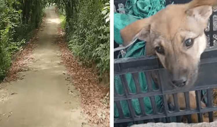 Un uomo trova un cucciolo abbandonato e ferito in una cassa nera mentre torna a casa