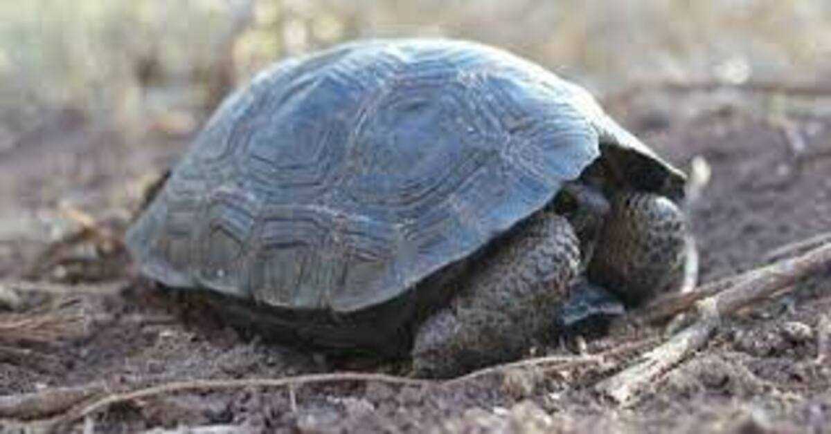 Piccole tartarughe nate sulle isole Galapagos per la prima volta in cento anni