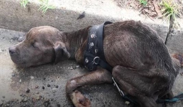 Cucciolo di pitbull affamato trovato morente nella grondaia ora così felice