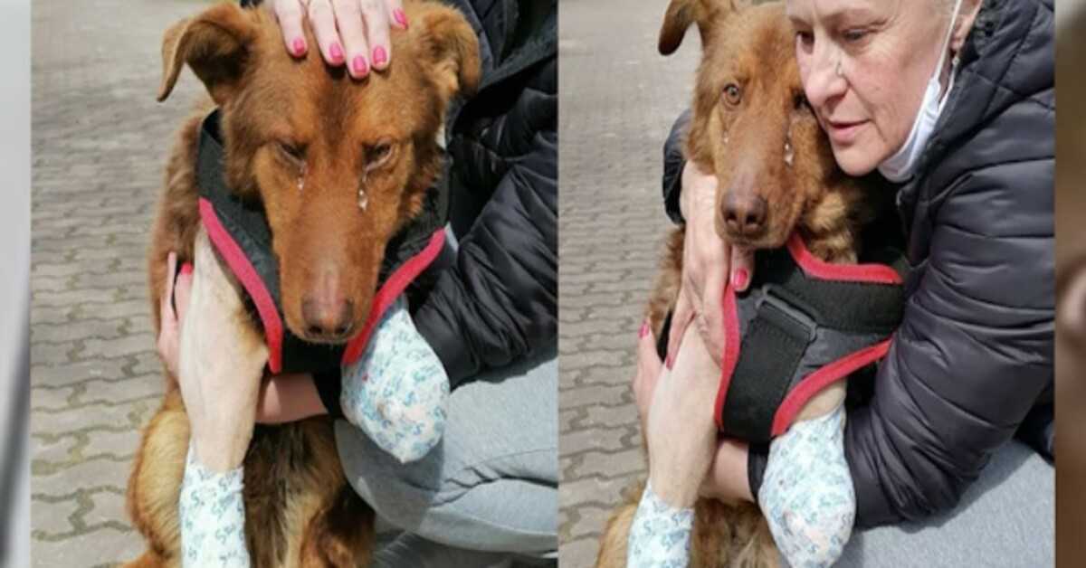 Il cane randagio aveva pianto per il dolore per molto tempo, fino a quando finalmente l’uomo gentile si è avvicinato per aiutarlo