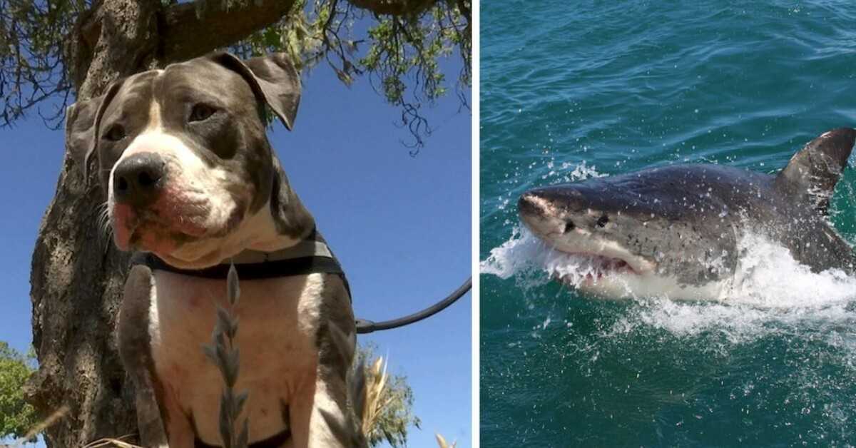 Pitbull combatte uno squalo di 6 piedi per salvare il suo proprietario