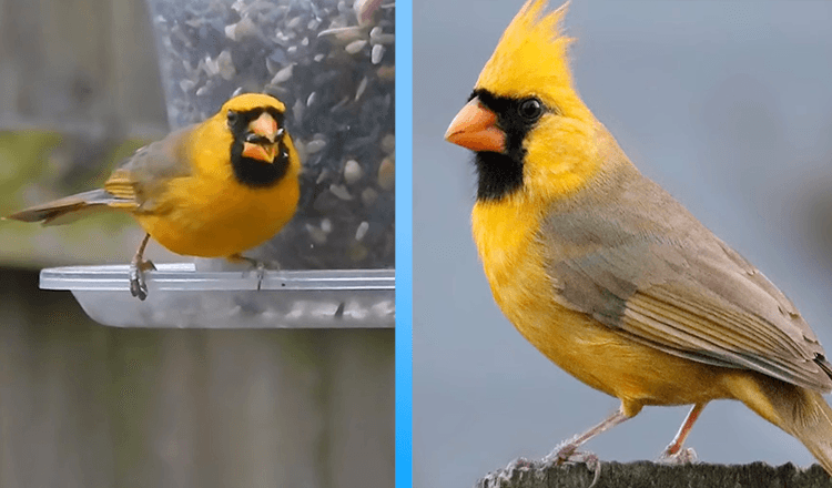 Il cardinale giallo estremamente raro fotografato in Alabama è “uno su un milione” (7+ foto)