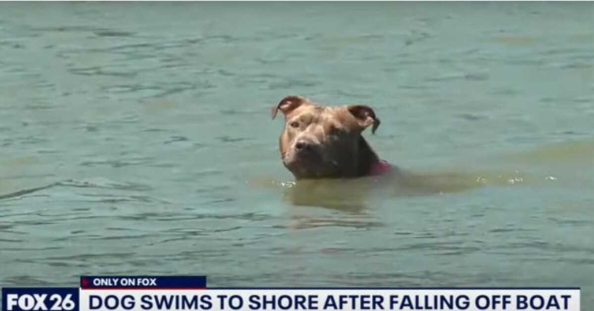 Cane caduto da un peschereccio ritrovato vivo giorni dopo dopo aver nuotato per sei miglia fino alla riva