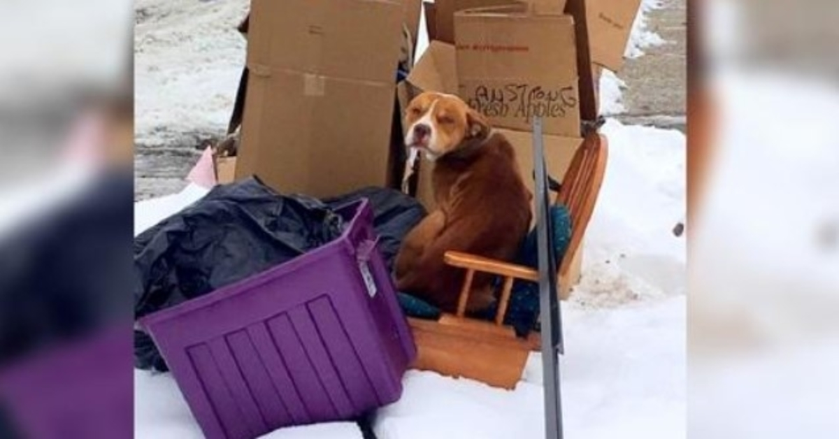 Cane incatenato che è offeso dal proprietario e non riesce a sdraiarsi, vuole solo 1 cosa