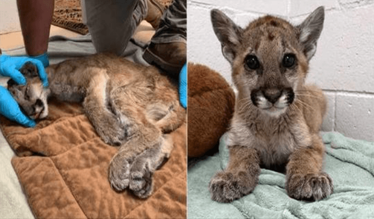 Un cucciolo di leone di montagna affamato e gravemente disidratato è stato salvato e ora raddoppia di peso