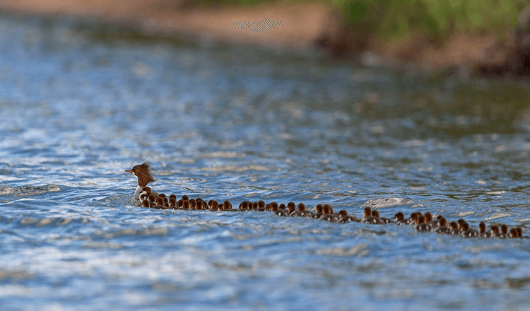 ‘Super mamma’ avvistata su un lago del Minnesota – con 56 anatroccoli al seguito