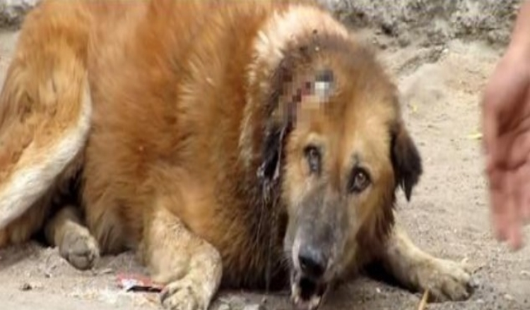 Il cane anziano è rimasto a piangere chiedendo aiuto per giorni, ma nessuno si è fatto avanti per aiutarlo