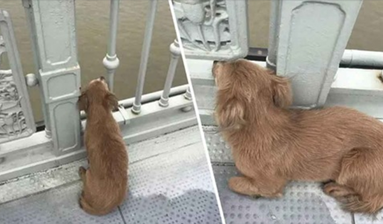 Un cane fedele aspetta sul ponte per quattro giorni dopo aver visto il proprietario togliersi la vita