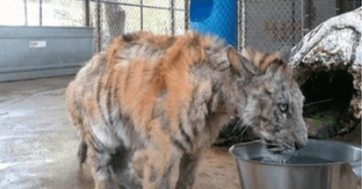 Il cucciolo di tigre trascurato viene salvato dal circo, fa un incredibile recupero