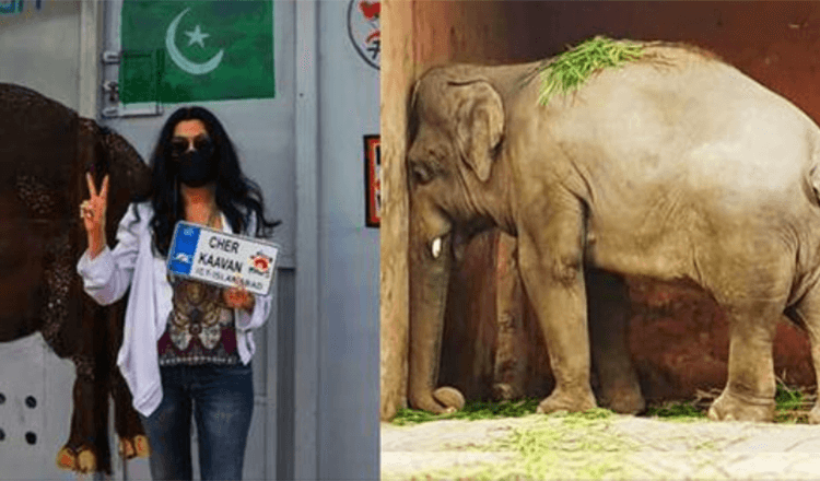 Perché la cantante statunitense Cher ha liberato l’elefante Kavaan dallo zoo del Pakistan