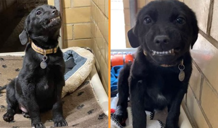 Cucciolo in cerca di casa si siede in un rifugio sorridendo a tutti quelli che passano