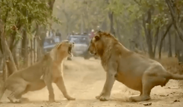 Leone e leonessa che discutono mostra che tutte le coppie sono uguali