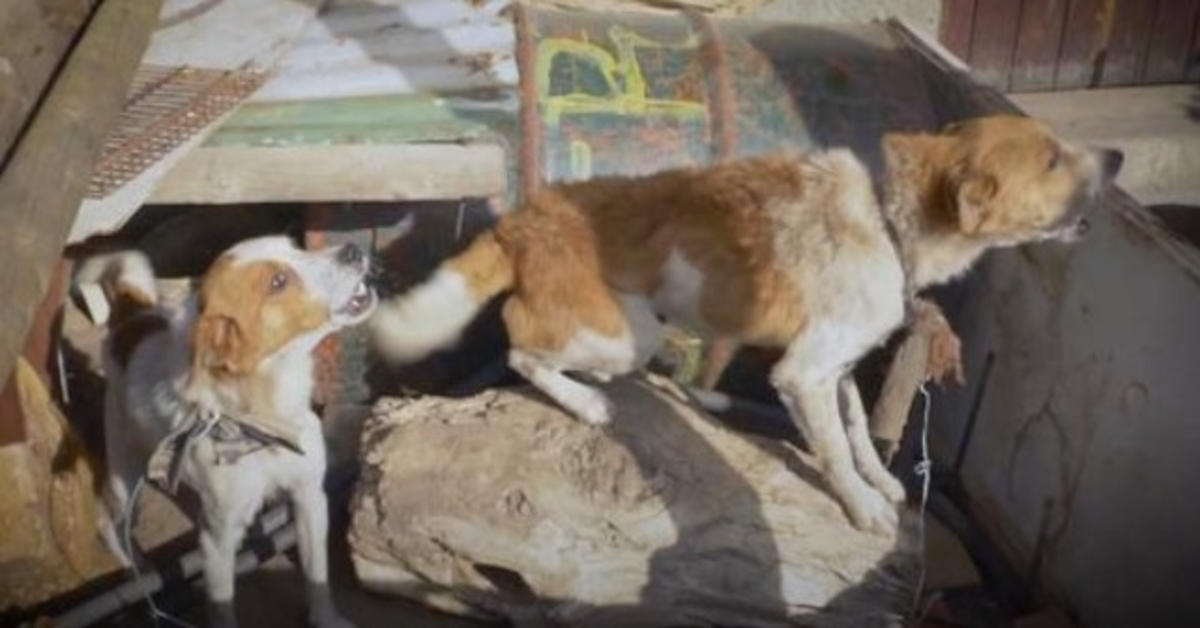 I cani sono stati legati a un tronco per due anni mentre un chiodo si profilava dall’alto