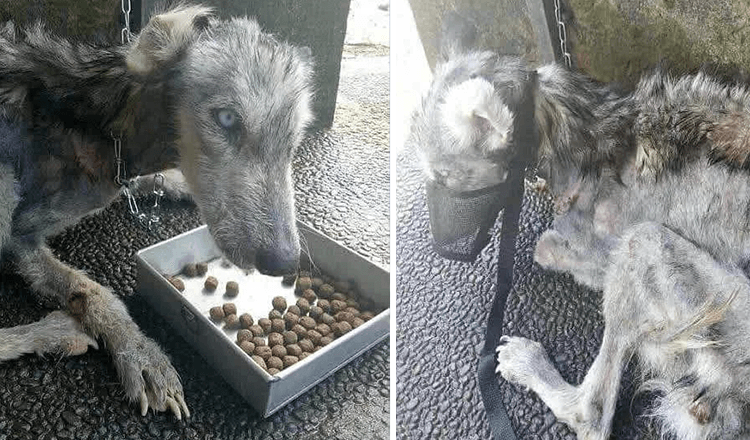 Ragazzo trova un husky pelle e ossa abbandonato e lo aiuta a riprendersi