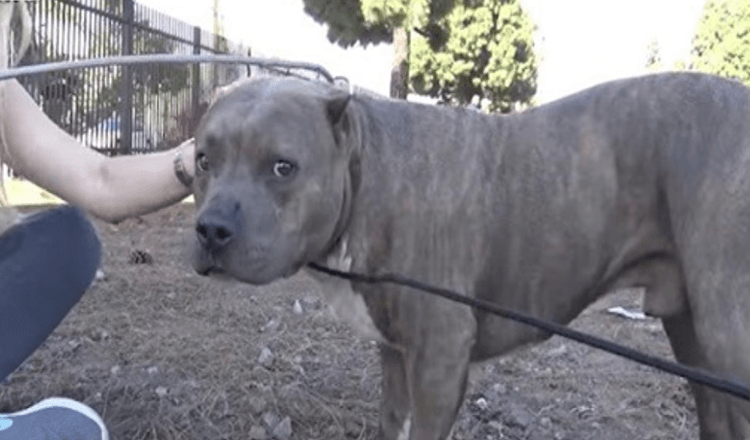 Pit Bull ferito urla e piagnucola di dolore quando i soccorritori si avvicinano e lo salvano dai binari del treno