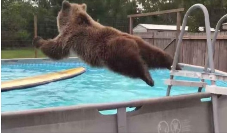 La pancia dell’orso grizzly cade direttamente in piscina, poi si gira e fa un sorriso enorme alla telecamera