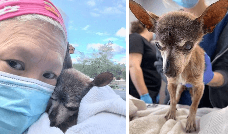 Un cane anziano abbandonato muore abbracciando il suo soccorritore pochi giorni dopo essere stato salvato